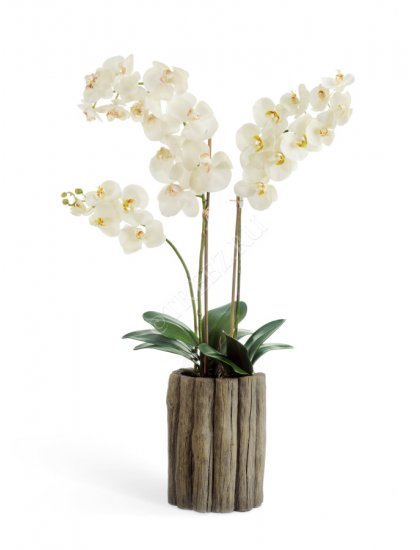 Орхидея Фаленопсис белая (Sensitive Botanic) Композиция в кашпо под дерево