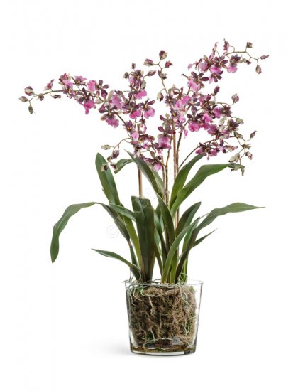 Орхидея Онцидиум бургундия с розово-белым в стеклянной вазе с мхом, корнями, землёй