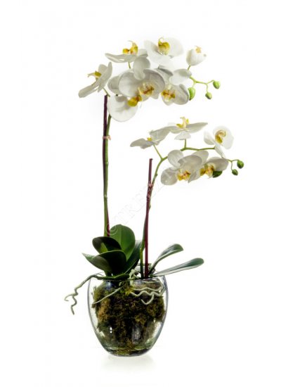 Орхидея Фаленопсис белая с мхом, корнями, землёй серия MDP